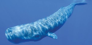 Imagen de un cachalote Imagen de un cachalote